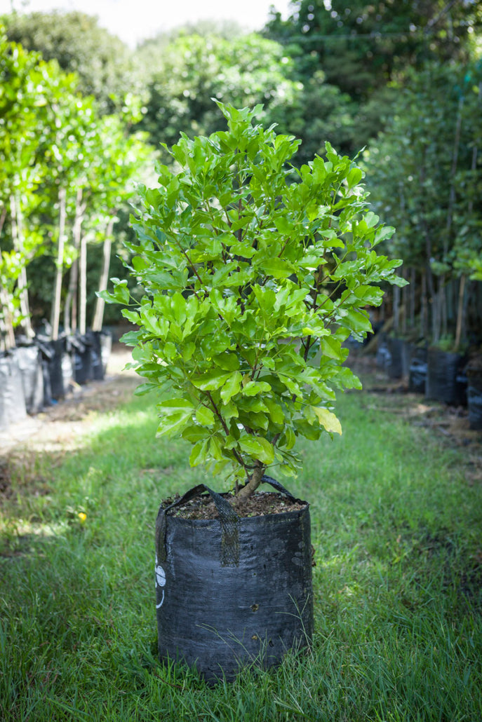 Wharangi (Melicope ternata)