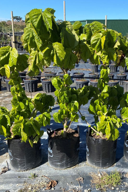 Whau (Entelea arborescens)