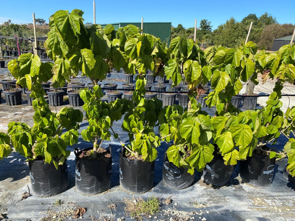 Whau (Entelea arborescens)