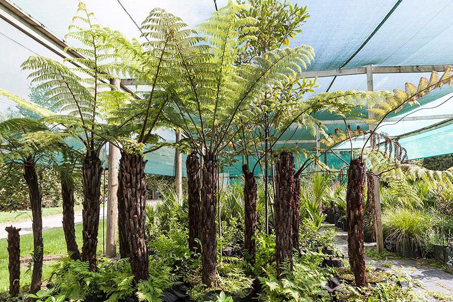 Wheki-ponga (Dicksonia squarrosa)