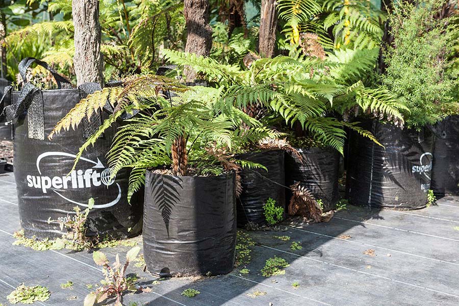 Wheki-ponga (Dicksonia squarrosa)