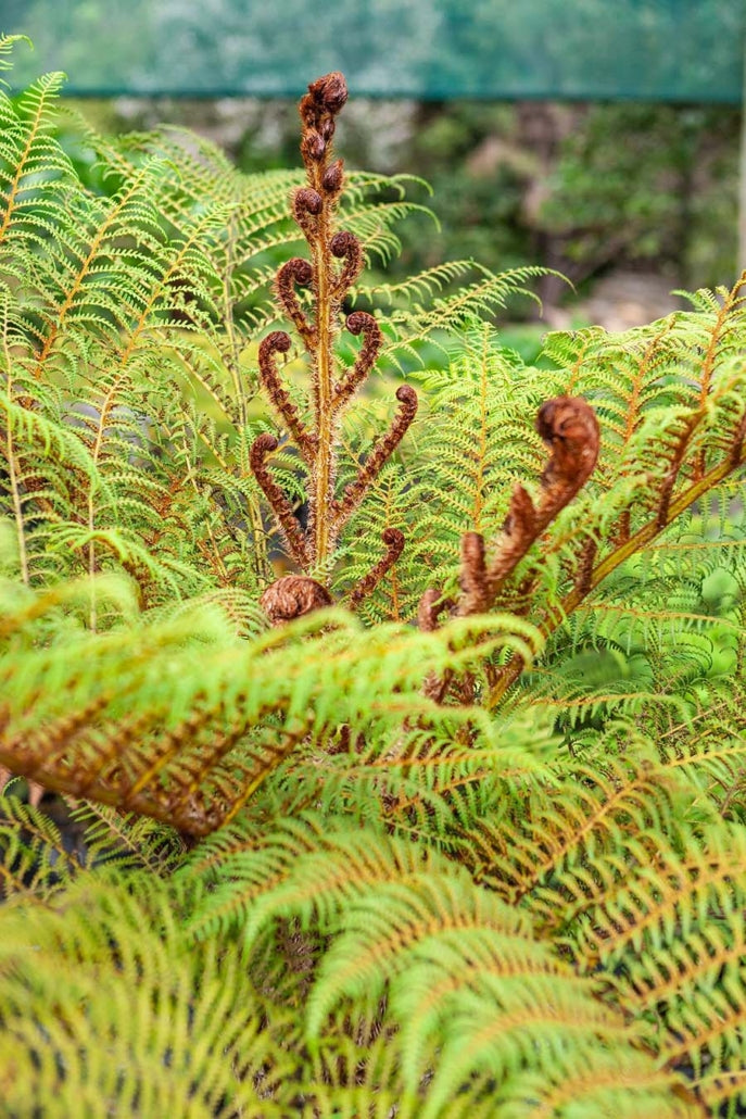 Wheki-ponga (Dicksonia squarrosa)
