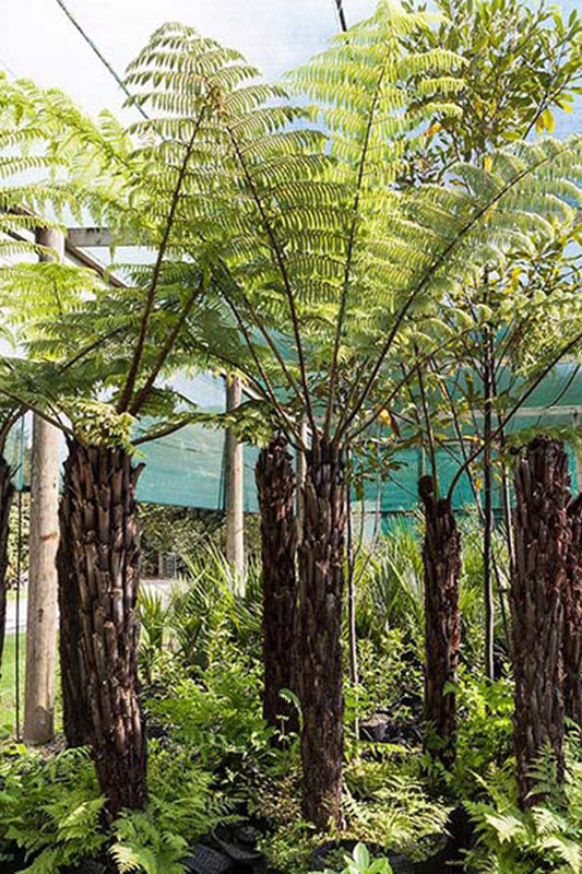 Wheki-ponga (Dicksonia squarrosa)