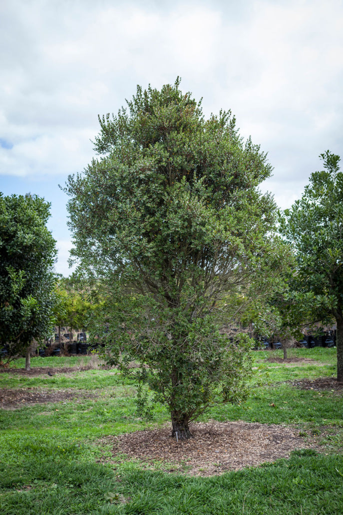 Rata (Metrosideros robusta)