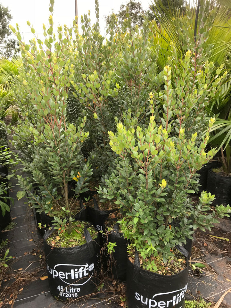 Rata (Metrosideros robusta)