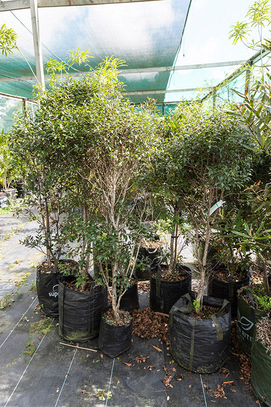 Rata (Metrosideros robusta)