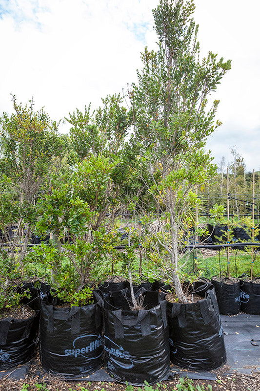 Rata (Metrosideros robusta)