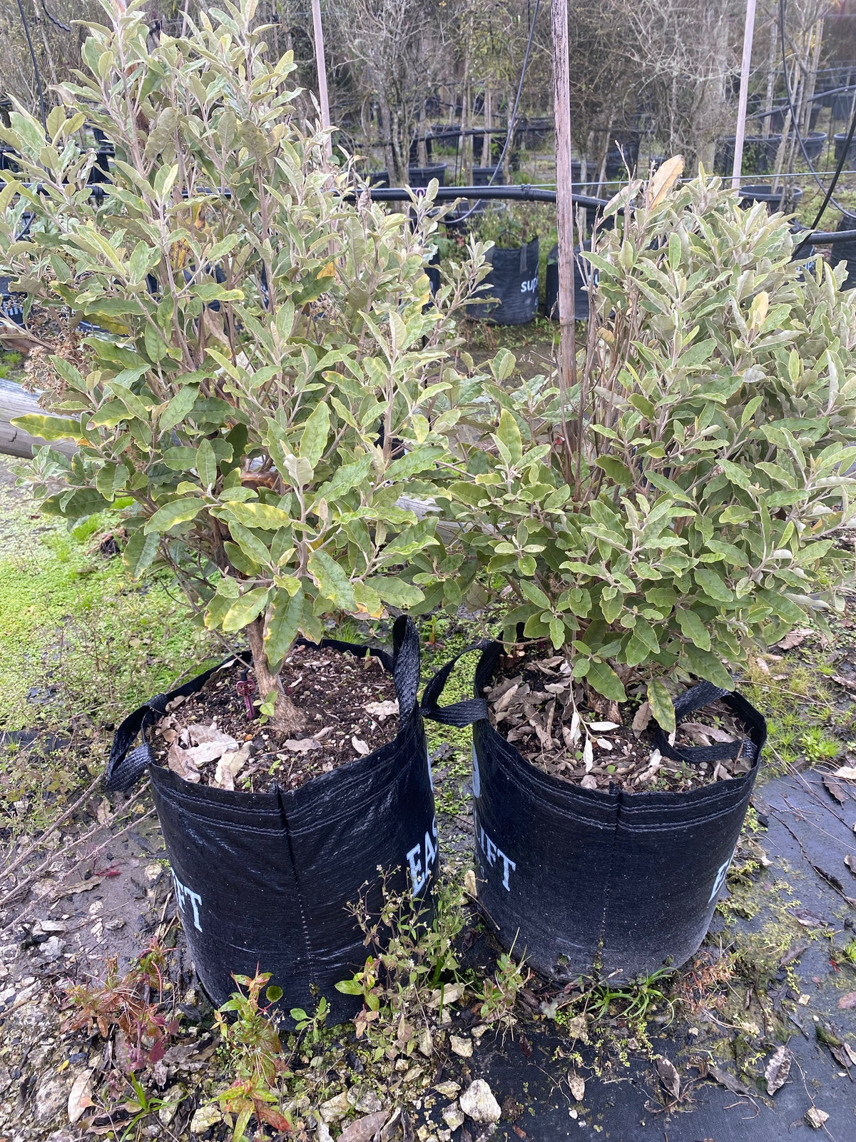 Tanguru (Shawia albida) Tree