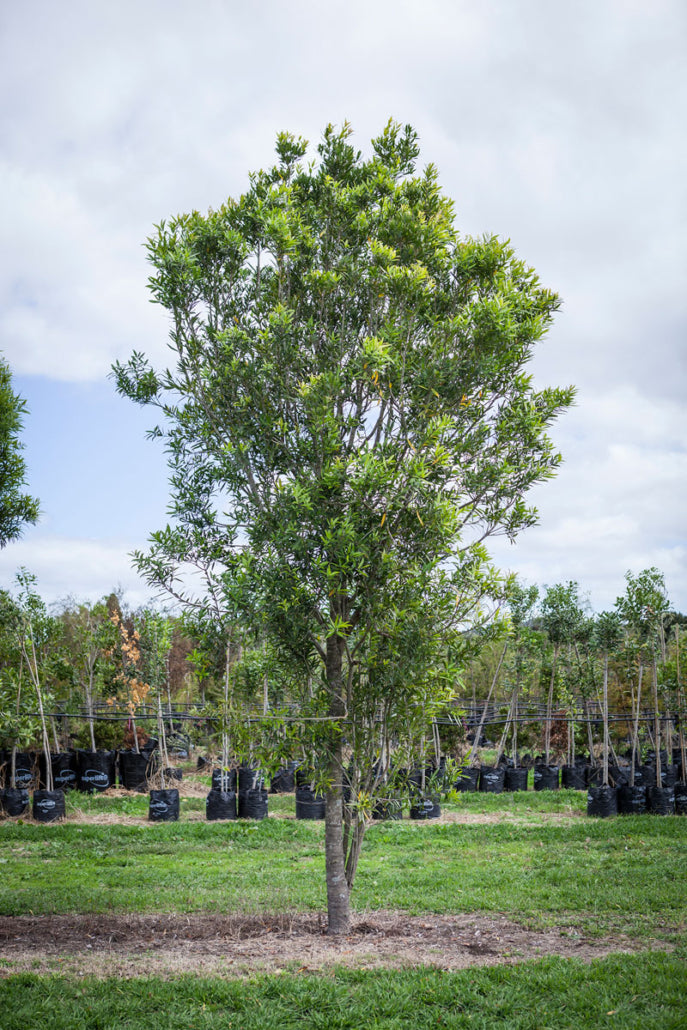 White Maire (Nestegis lanceolata)