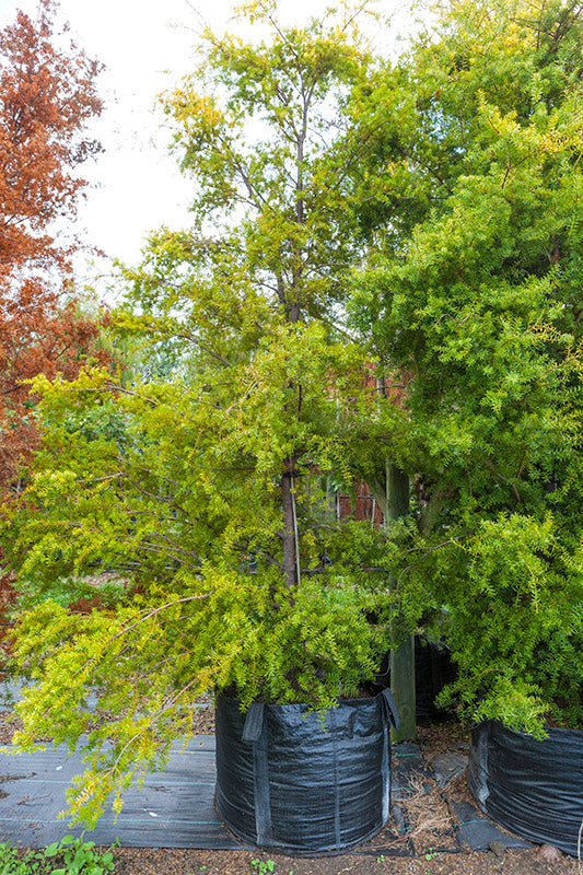 Totara Gold (Podocarpus totara aureus)