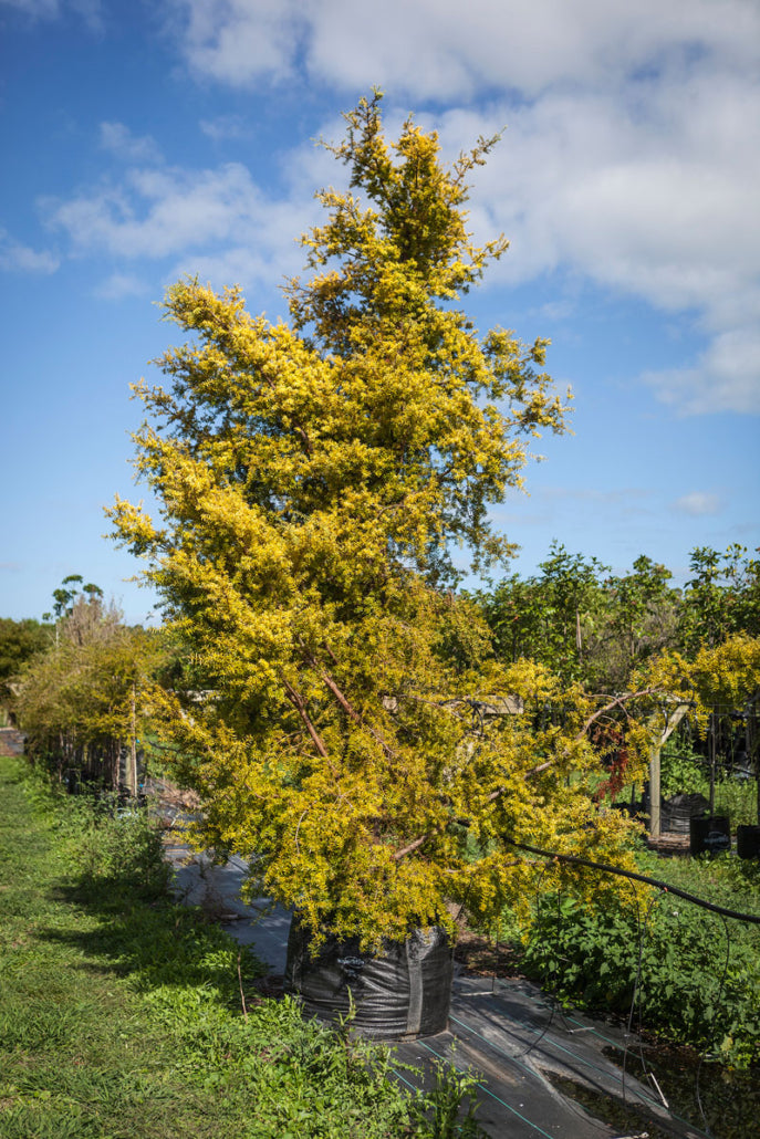 Totara Gold (Podocarpus totara aureus)