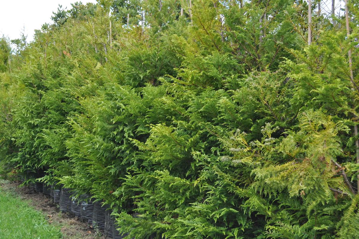 Kawaka (Libocedrus plumosa) | Takana Native Trees