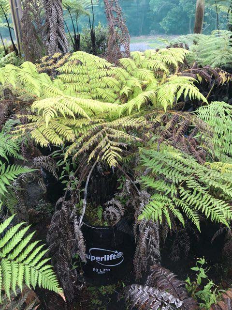 silver-tree-fern-cyathea-dealbata-takana-native-trees